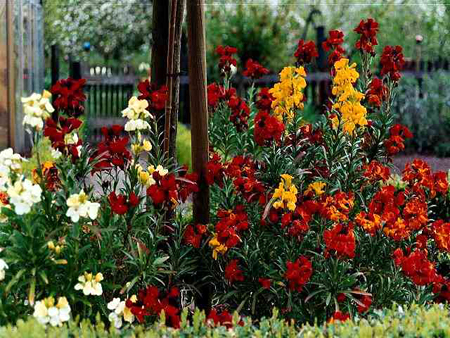 Photos Cheiranthus cheiri - 