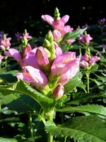 Chelone obliqua - Schlangenkopf