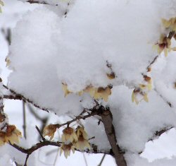 Speciali Piante invernali