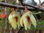 Chimonanthus praecox - Winterbl�te