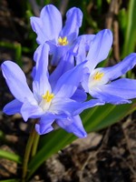 Chionodoxa forbesii - Schneeglanz