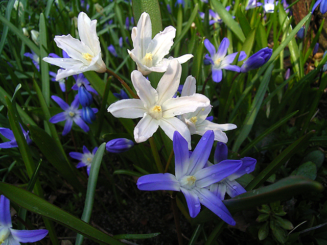 Photos Chionodoxa luciliae - 