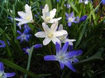 Photos Chionodoxa luciliae