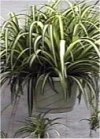 Clorophytum