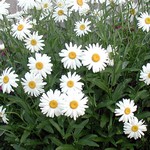 Leucanthemum x superbum - Sommermargerite