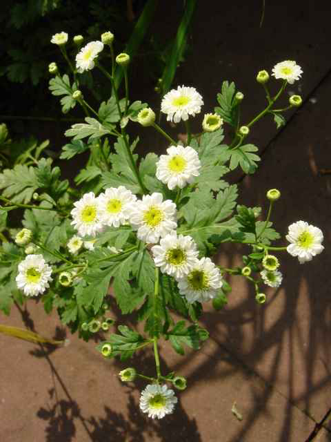 Photos Chrysanthemum parthenium - 