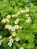 Photos Chrysanthemum parthenium