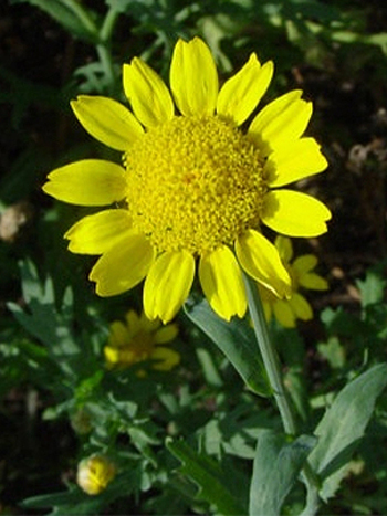 Photos Chrysanthemum segetum - 