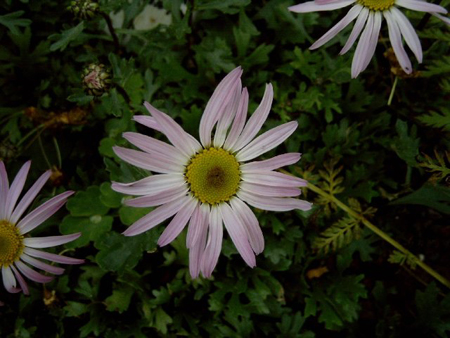 Photos Chrysanthemum weyrichii - 