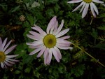 Foto Chrysanthemum weyrichii - Margheritone
