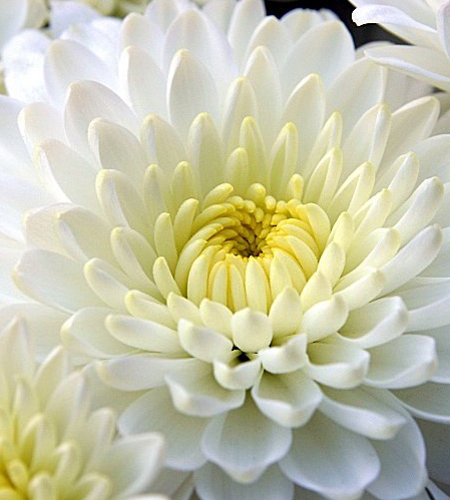 Photos Chrysanthemum � hortorum - 
