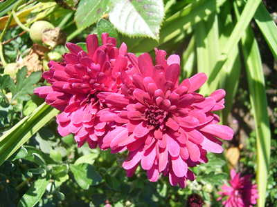 Photos Chrysanthemum � hortorum - 