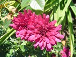Photos Chrysanthemum � hortorum