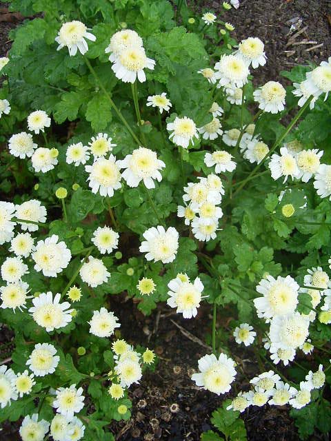 Photos Chrysanthemum parthenium - 