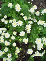 Photos Chrysanthemum parthenium