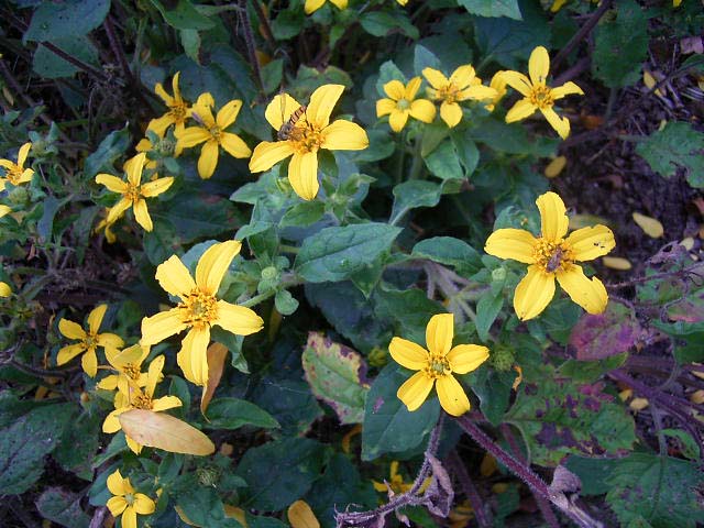 Fotos Chrysogonum virginianum - 