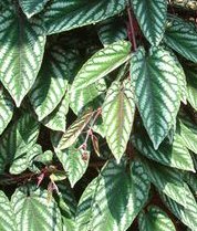 Cissus discolor