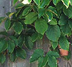 Cissus
