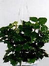 Cissus antarctica