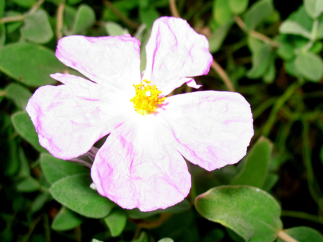 Photos Cistus albidus - Salvia cistus