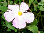 Photos Cistus albidus