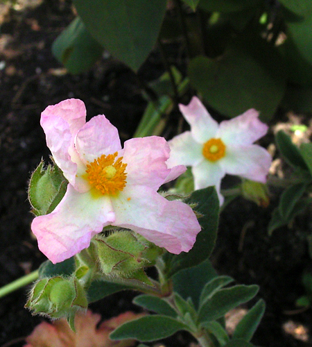 Photos Cistus Hybride - Salvia cistus