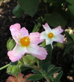 Photos Cistus Hybride