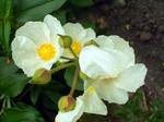Photos Cistus laurifolius