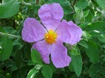 Photos Cistus parviflorus