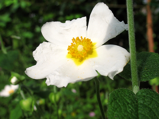 Photos Cistus salvifolius - Salvia cistus