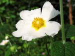 Foto Cistus salvifolius - Brentine, Scornabecco