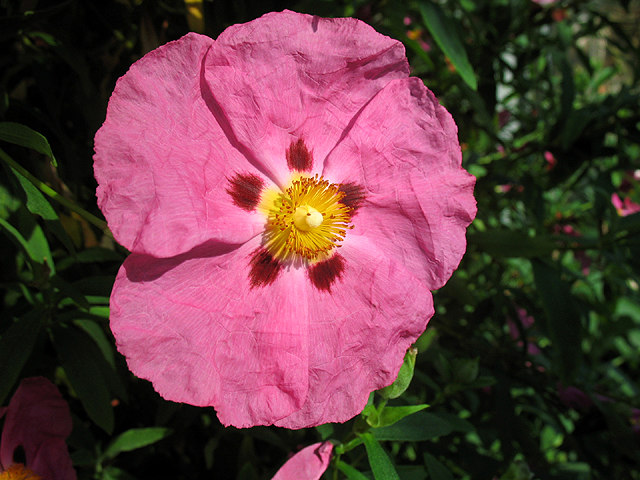 Photos Cistus x purpureus - Salvia cistus