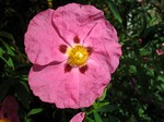 Photos Cistus x purpureus
