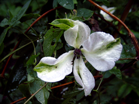 Photos Clematis viticella - Leather flower