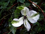 Photos Clematis viticella