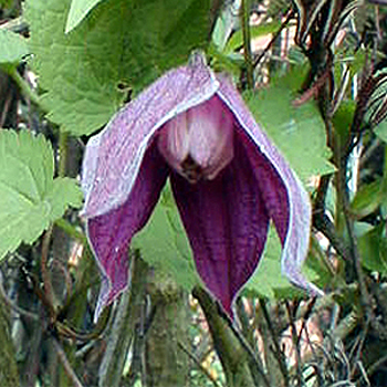 Photos Clematis alpina - 