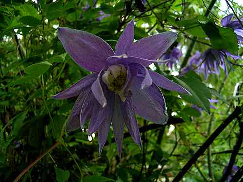 Photos Clematis alpina - 