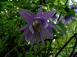 Photos Clematis alpina