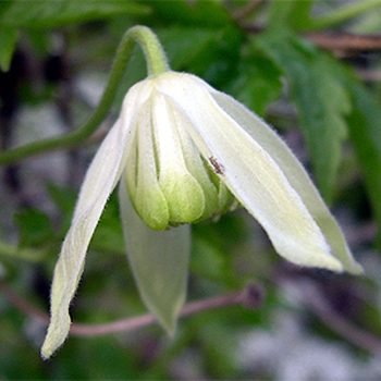 Photos Clematis alpina - 
