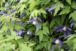 Photos Clematis alpina
