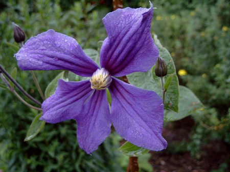Photos Clematis durandii - Leather flower