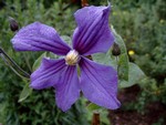 Photos Clematis durandii