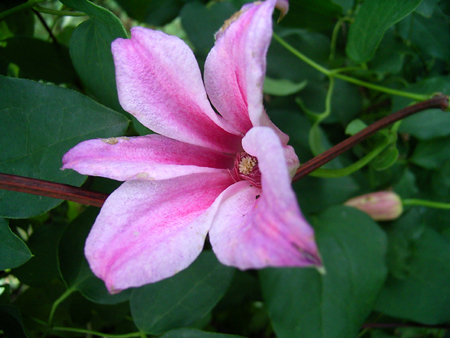 Photos Clematis viticella - Leather flower