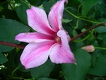 Photos Clematis viticella