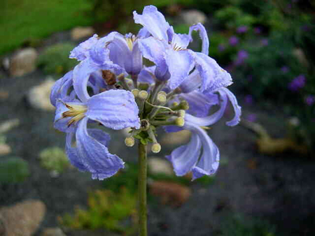 Photos Clematis heracleifolia - Leather flower