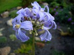 Photos Clematis heracleifolia