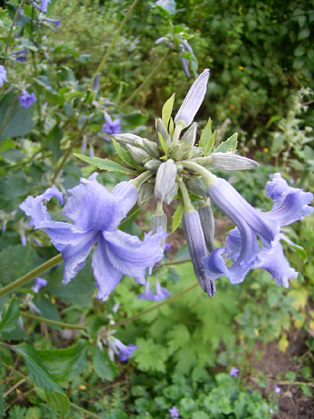 Photos Clematis heracleifolia - Leather flower