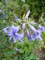 Photos Clematis heracleifolia