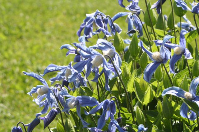Photos Clematis integrifolia - Leather flower