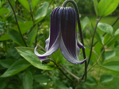 Photos Clematis integrifolia - Leather flower